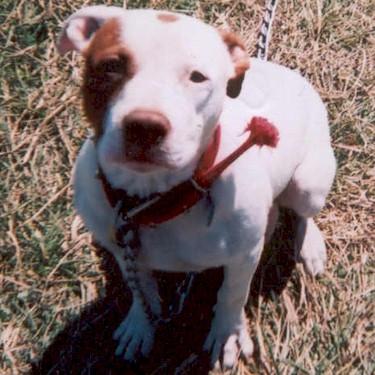 Country Side Pit Bulls Alley Pit Bull.jpg